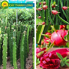 Thanh long ruột đỏ siêu sai trái, năng suất cao