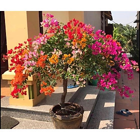 Mua CHUẨN CHUẨN Cây hoa giấy ngũ sắc (gửi cây như hình 6)