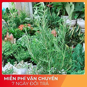 Mua Cây Hương Thảo