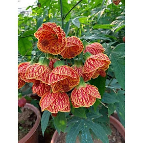 Cây hoa đèn lồng cổ - bụp lồng đèn