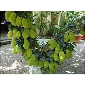 Mua CÂY GIỐNG MÍT DAI MẬT ỐNG ( CÂY GHÉP )