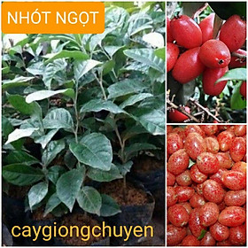 Mua GIỐNG CÂY NHÓT NGỌT