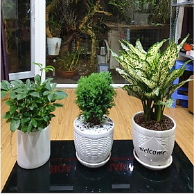 Combo 3 cây Ngũ Gia Bì, Tùng Bồng Lai, Ngọc Ngân