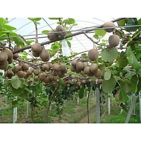 Cây giống KIWI xanh, đỏ, vàng - Hàng cây giống F1