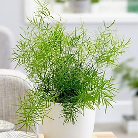 Cây đuôi chồn - cây con, đã ra rễ khoẻ, có củ nước như ảnh 3, đóng hàng cây sum xuê như ảnh 4