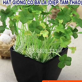 Hạt Giống Cỏ Ba Lá - Cỏ May Mắn ( Gói 10gram) - Cỏ trang trí sân vườn 