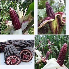 Mua Hạt giống ngô nếp tím lai F1 (10gr/gói)