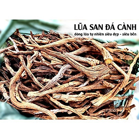Mua Lũa San Đá Cành - Dòng Lũa Cực Đẹp Cho Layout Natural