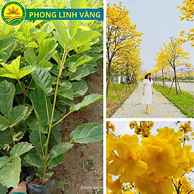 Hình ảnh Cây giống phong linh vàng, tím, hồng, giống cây công trình mang nhiều ý nghĩa phong thủy, mang tài lộc đến cho gia chủ