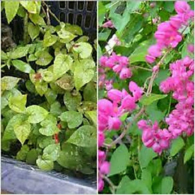 CHẬU CÂY GIỐNG HOA TIGON