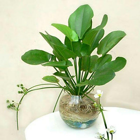 Hoa Bách Thủy Tiên-set 3 cây giống size nhỏ