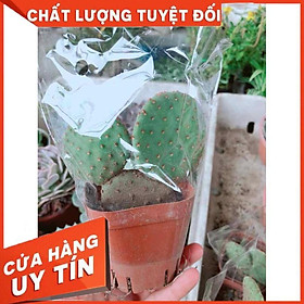 Xương rồng tai gấu Nhiều Người Mua