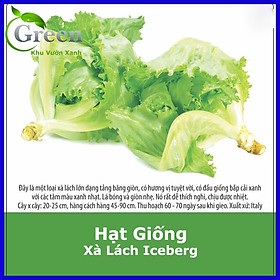 Mua Hạt Giống Xà Lách Iceberg Xuất Xứ Italy