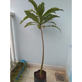 Cây lộc vừng hoa to, màu trắng hồng, chiều cao 80cm