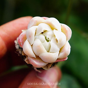 Mua Sen Đá Hải Ly trắng mini 2-3cm  Màu đẹp  khỏe  Sen đá Mini Đà Lạt  Lỗi 1 đổi 1