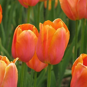 Bộ 5 củ giống hoa tulip hoa màu cam