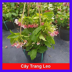 Trang leo sử quân tử - Cây cảnh trang trí + Tặng phân bón cho cây