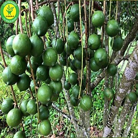 Mua Cây Giống Macca Ghép Chuẩn