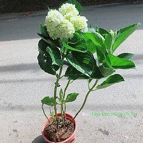 Mua Cẩm Tú Cầu
