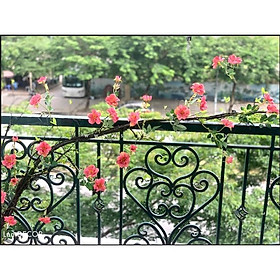 DÂY HOA HỒNG LEO TRANG TRÍ LANDECOR