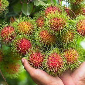 Mua Cây Giống Chôm Chôm Thái Cao 70cm-80cm