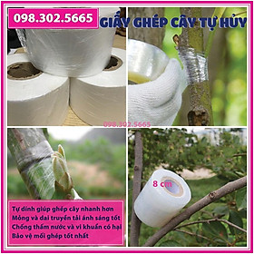 Giấy ghép cây tự hủy - khổ 8 cm - Dùng cho các loại cây to, cành lớn