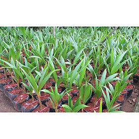 Mua CÂY GIỐNG DỪA SÁP - CHUẨN GIỐNG F1   SIÊU QUẢ- NGỌT THƠM MÁT