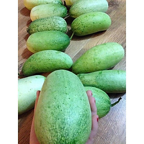 Mua Hạt giống dưa chuột mèo