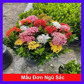 Mẫu đơn ngũ sắc - cây cảnh để bàn + tặng phân bón cho cây