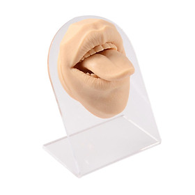Silicone Mouth tongues Model body Displays Practice Tool Education Display