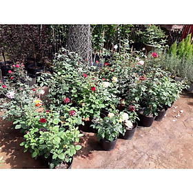 Mua CÂY GIỐNG HOA HỒNG LEO   GIỐNG NHẬP KHẨU  CÂY DỄ TRỒNG  SINH TRƯỞNG TỐT  .