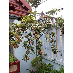 Mua hồng xiêm xoài