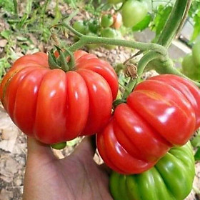 hạt giống cà chua hoa thị năng suất cao,dễ trồng, đóng gói 0,1 gr