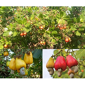 Mua CÂY GIỐNG ĐIỀU ĐỎ ( cây siêu sớm)