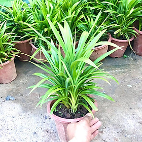 Cây lá nếp size trung bụi 3-4 gốc (ảnh thật)