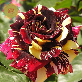 Mua Cây hoa hồng ngoại Abracadabra phù thủy kẻ sọc đỉnh của chop - Hoa hồng Thăng Long Flower