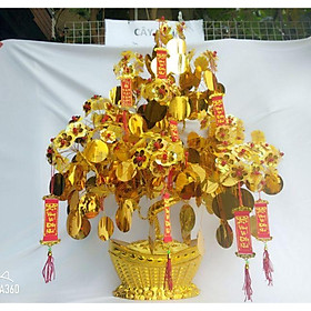 CÂY KIM TIỀN VÀNG HÚT TÀI LỘC SIZE 70CM PHK SHOP