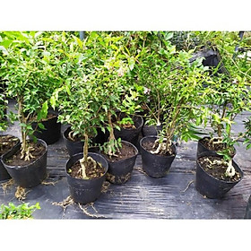 Combo 5 bầu cây giống hồng ngọc mai bonsai