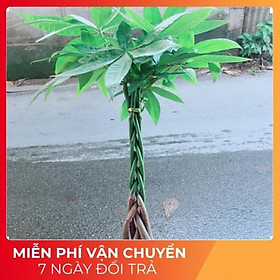Mua Kim Ngân Thắt Bính 5 Thân