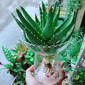 Mua Cây Nha Đam Trồng Thuỷ Sinh