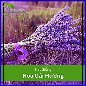 Hình ảnh Hạt Giống Hoa Oải Hương (Hoa Lavender) (100H)
