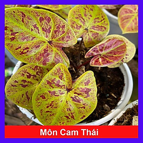 Mua Cây Môn Màu Vàng - Môn Cam Thái