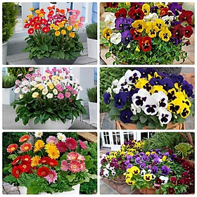 Combo Hạt giống hoa trồng Ban công dễ trồng gói zin