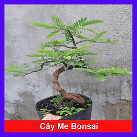 Cây Me Bonsai - cây cảnh bonsai + tặng phân bón cho cây