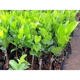 Cây giống MÍT TỨ QUÝ siêu quả - cây giống chuẩn F1