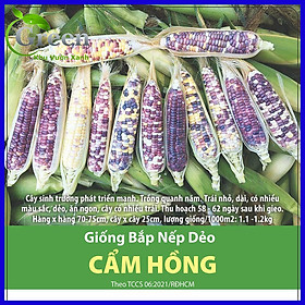 Mua Hạt Giống Bắp Nếp Dẻo Cẩm Hồng Cao Cấp Nhiều Màu Dẻo Ngon