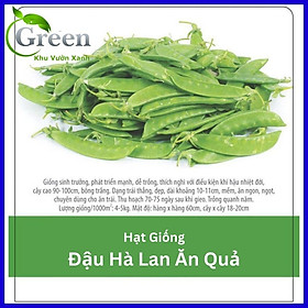 Hạt Giống Đậu Hà Lan Thu Trái