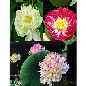 Mua Củ sen chaming lip (C28) ra hoa sau 4-5 tháng