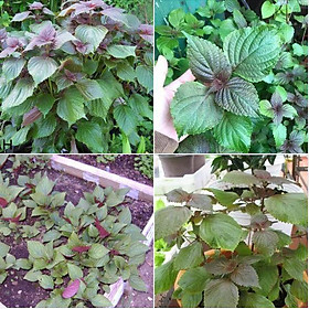 Mua Hạt Giống Cây Rau Tía Tô - 2gr/gói