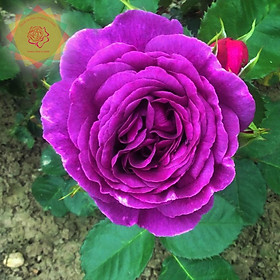 Mua Cây hoa hồng ngoại Minerva tím đậm đà (Leo) - Hoa hồng Thăng Long Flower
